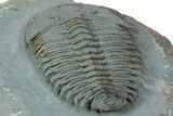 Lower Cambrian Trilobite (Longianda) - Issafen, Morocco #249257-4